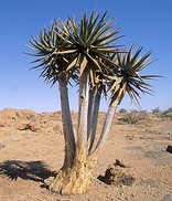 Augrabies Falls National Park