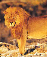 Bakubung Bush Lodge