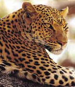Bakubung Bush Lodge