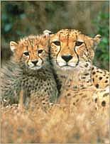 Phinda Game Reserve