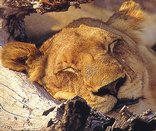 Phinda Game Reserve