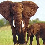 Phinda Game Reserve