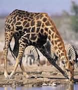 Pilanesberg Game Reserve