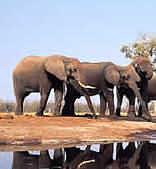 Pilanesberg Game Reserve