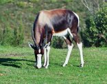 Bontebok National Park