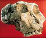 Sterkfontein Caves