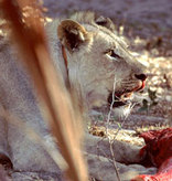 Tembe Elephant Lodge