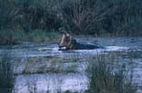 Tembe Elephant Lodge