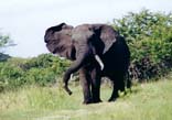 Tembe Elephant Lodge
