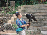Bird Show