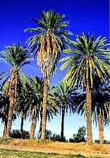 Upington