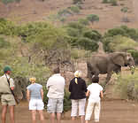 Mashatu Walking
