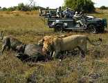 Duba Plains