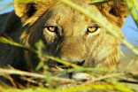 Duba Plains