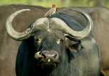 Duba Plains
