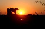 Duba Plains