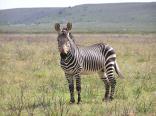 De Hoop Nature Reserve