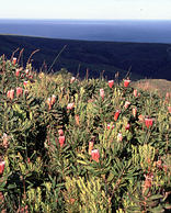 De Hoop Nature Reserve