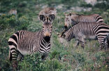 De Hoop Nature Reserve