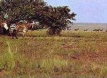 Willem Pretorius Game Reserve