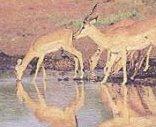 Willem Pretorius Game Reserve