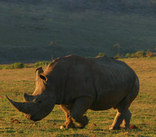 Garden Route Game Lodge