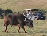 Garden Route Game Lodge