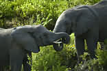 Garden Route Game Lodge