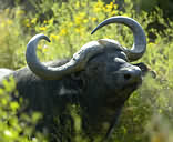 Garden Route Game Lodge