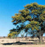 Mata Mata Restcamp - Kgalagadi Park
