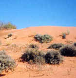 Mata Mata Restcamp - Kgalagadi Park