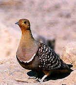 Mata Mata Restcamp - Kgalagadi Park