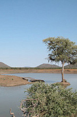 Madikwe Game Reserve