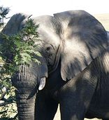 Lalibela Private Game Reserve