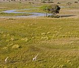 Selinda Camp
