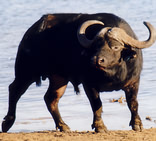 Aquila Private Game Reserve