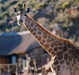 Aquila Private Game Reserve