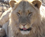 Aquila Private Game Reserve