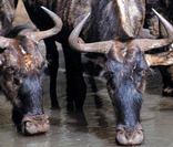 Aquila Private Game Reserve