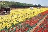 Tulip Nursery