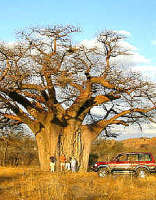 Mapungubwe National Park
