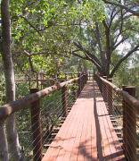 Tree Top Boardwalk