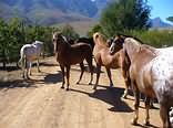 Greyton