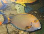 Two Oceans Aquarium
