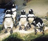 Two Oceans Aquarium