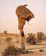 Bitterpan Dune Camp - Kgalagadi Park