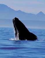 Whale Watching