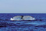 Whale Watching