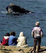 Whale Watching