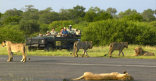 MalaMala Camp